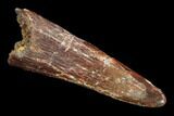 Pterosaur (Siroccopteryx) Tooth - Morocco #94124-1
